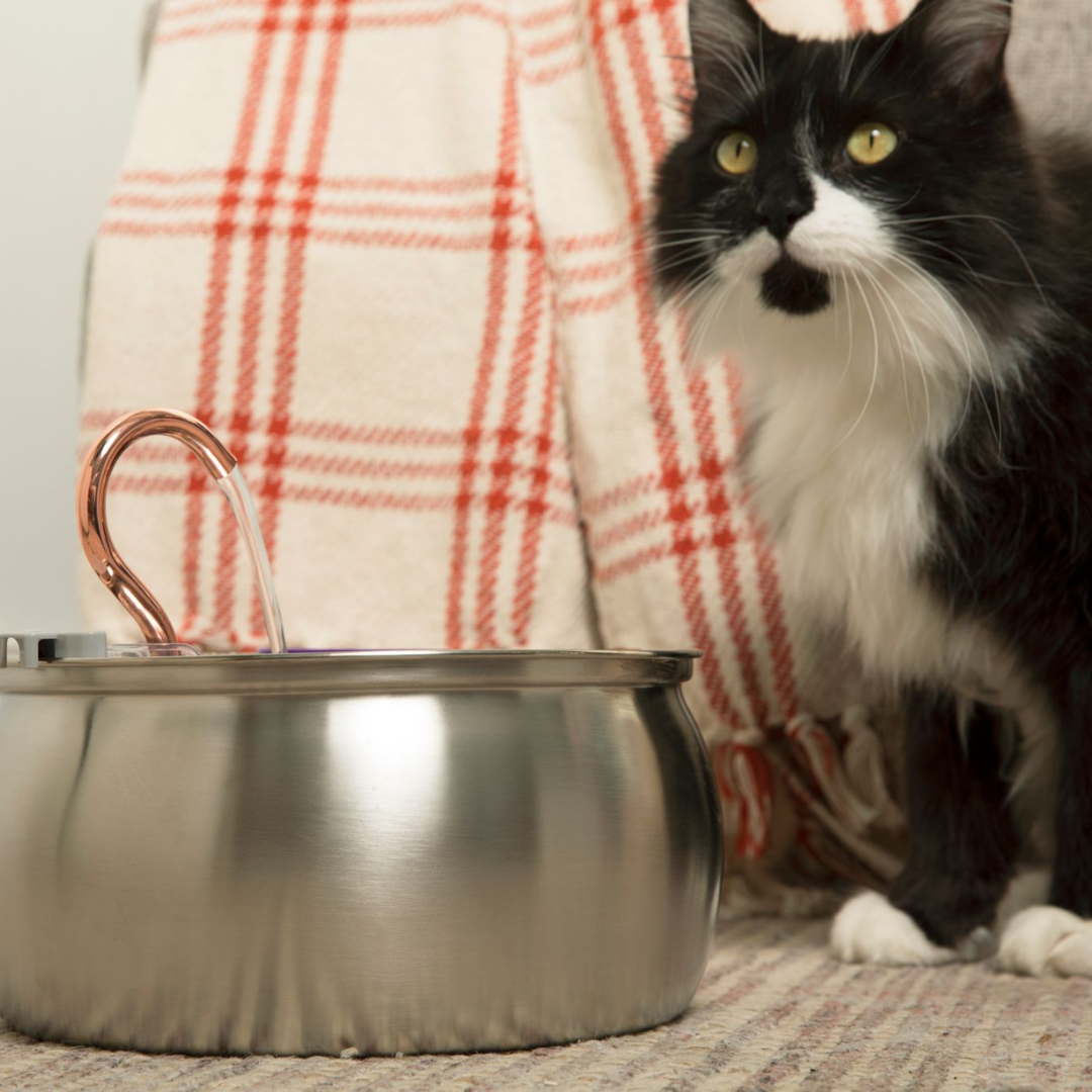 3.2 L Automatic Pet Fountain 304 Stainless Steel Cat Water Dispenser with Filter
