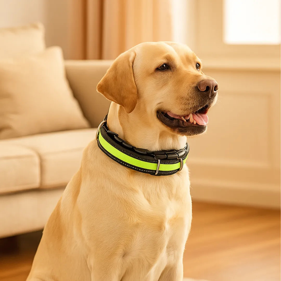 Dog Training Collar with Adjustable Fit for Daily Walks