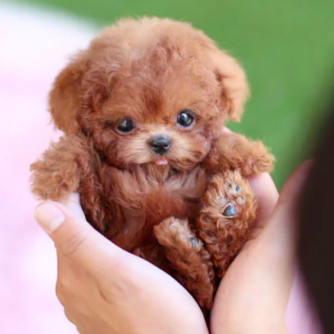 Interactive Puppy Toy with Voice and Touch Response
