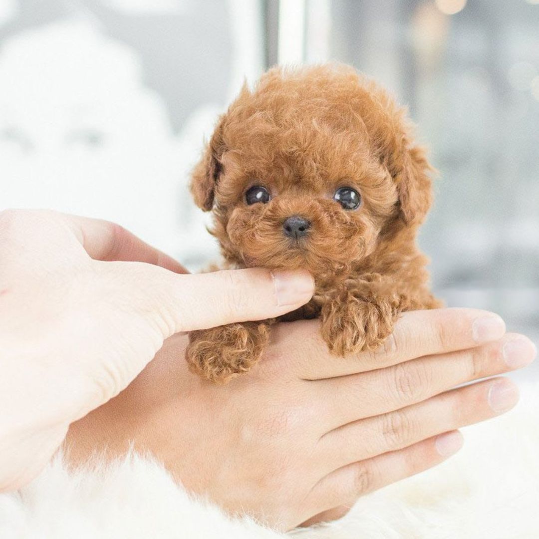 Interactive Puppy Toy with Voice and Touch Response