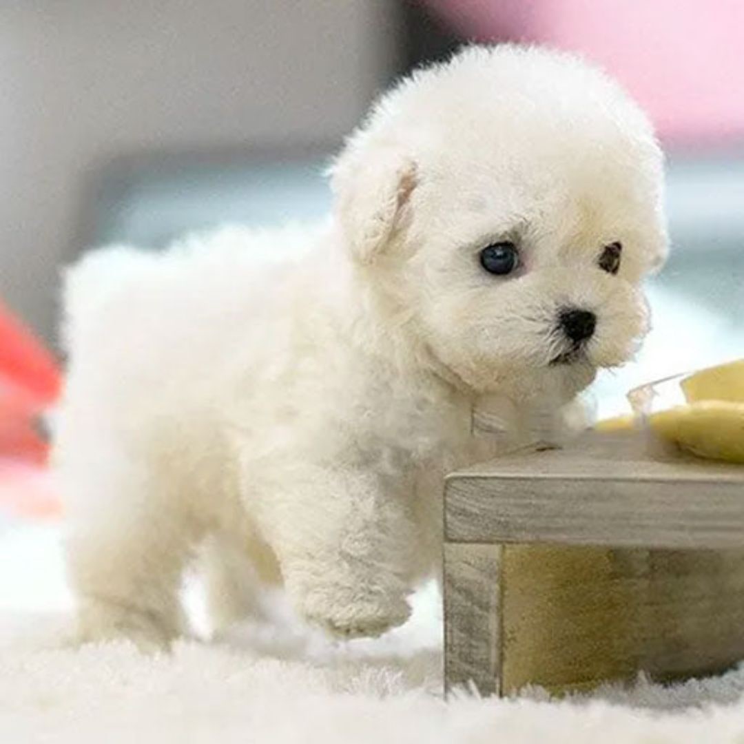 Kids' Realistic Plush Dog Stuffed Animals Toy with Soft Curly Fur and Lifelike Details Walking